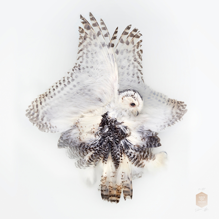 DSvT-Unknown+Pose+by+Snowy+Owl